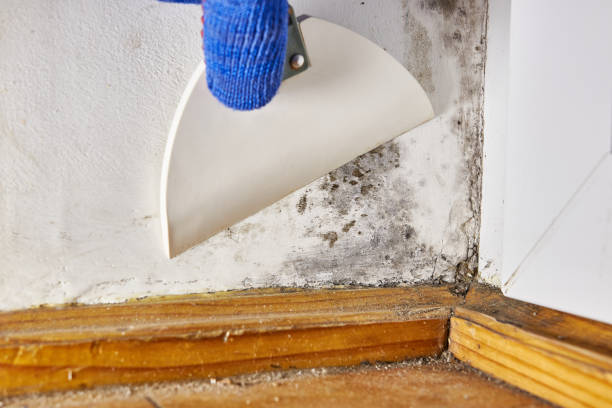 Best Forensic Mold Investigation  in Federalsburg, MD